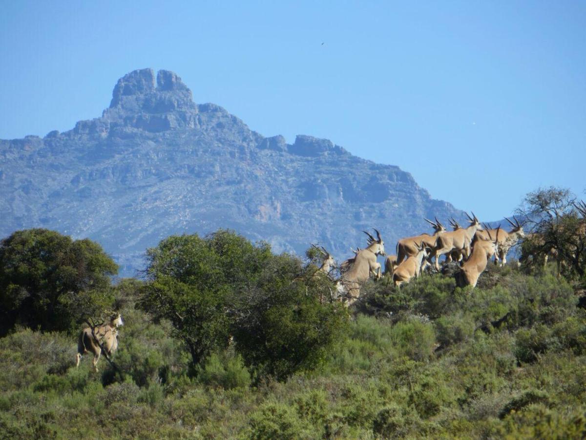 Rooiberg Wild Private Game Reserve Ледісміт Екстер'єр фото