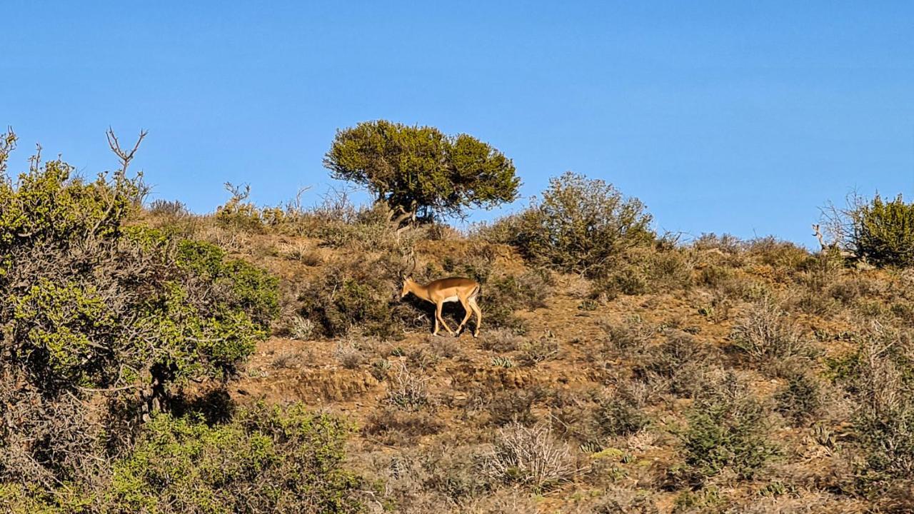 Rooiberg Wild Private Game Reserve Ледісміт Екстер'єр фото