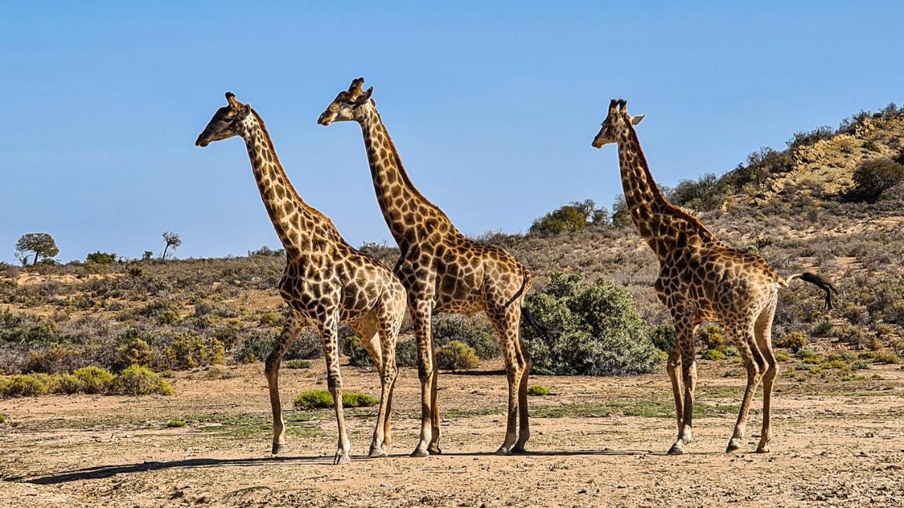 Rooiberg Wild Private Game Reserve Ледісміт Екстер'єр фото